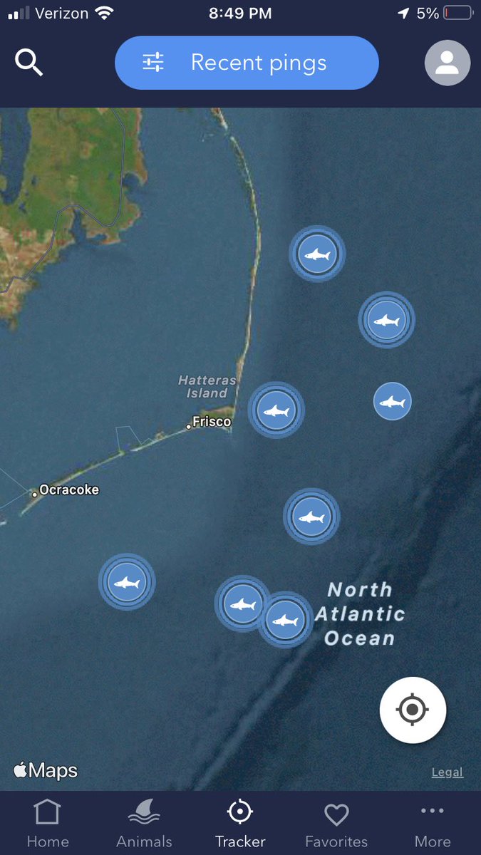 It’s Sharkapalooza off the Outer Banks right now. Glad I still have my @OCEARCH bling. -;() 