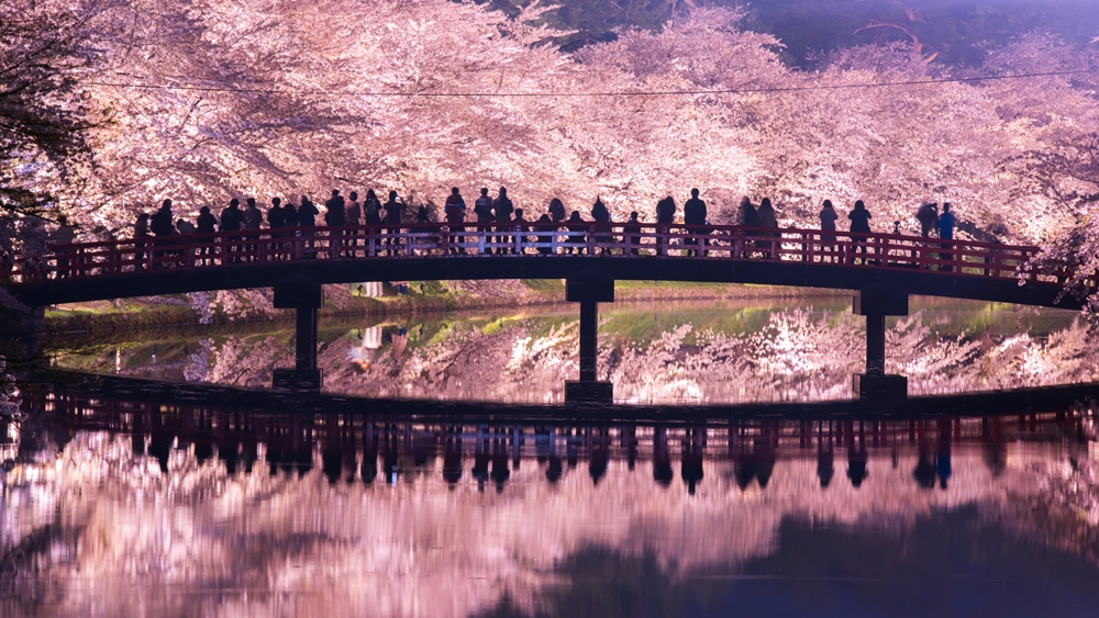#PhotosOfTheMonth: #Spring brings #CherryBlossoms 🌸! See the vistas of Hirosaki Park and Ashino Park in Aomori, a colorful #sakura tunnel at Toyama's Matsukawa Park, and the lush beauty of Mie's Mitake Cherry Blossoms—among Japan's 100 best sakura spots.
https://t.co/iQVuOzG5iQ 