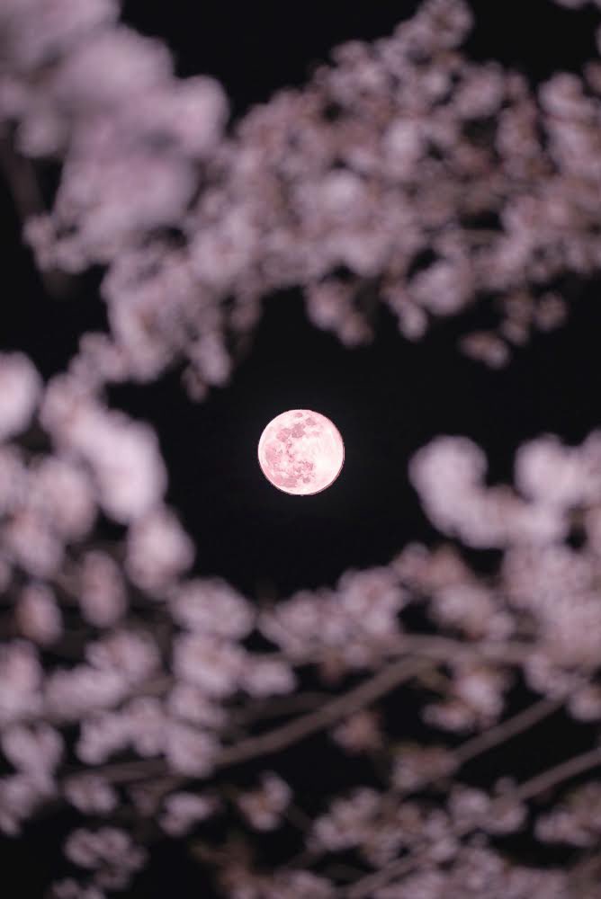 4月の満月ピンクムーンと桜 