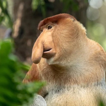 It'll never stop being funny to me that the Malay nickname for a proboscis monkey is orang belanda, meaning Dutch guy. They must have had different names, and then one day the Dutch arrived and everyone was like lol yeah that's them for sure. 