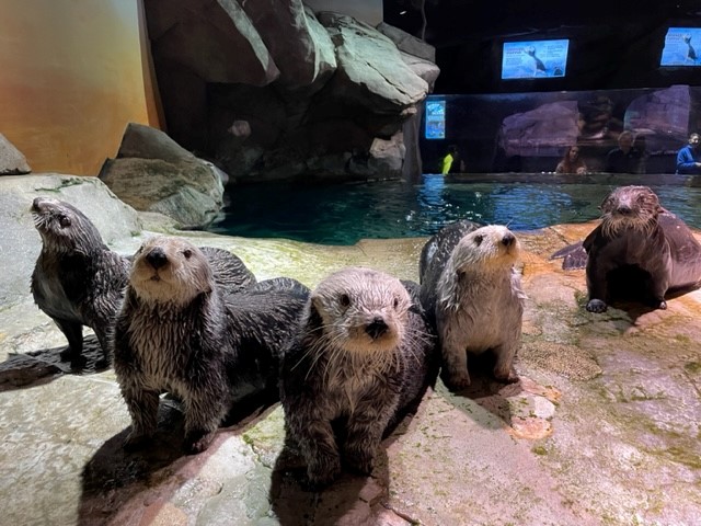 We wish all of our family photos turned out this good. All 5 of our cute rescued sea otters. #otterfam 