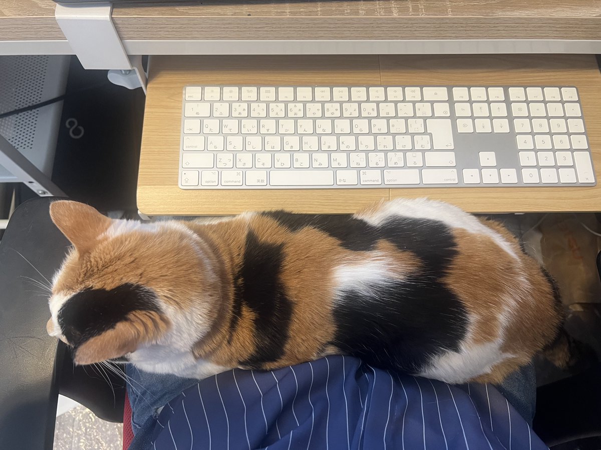 ごめん、同窓会には行けません。
いま、猫の下にいます。 