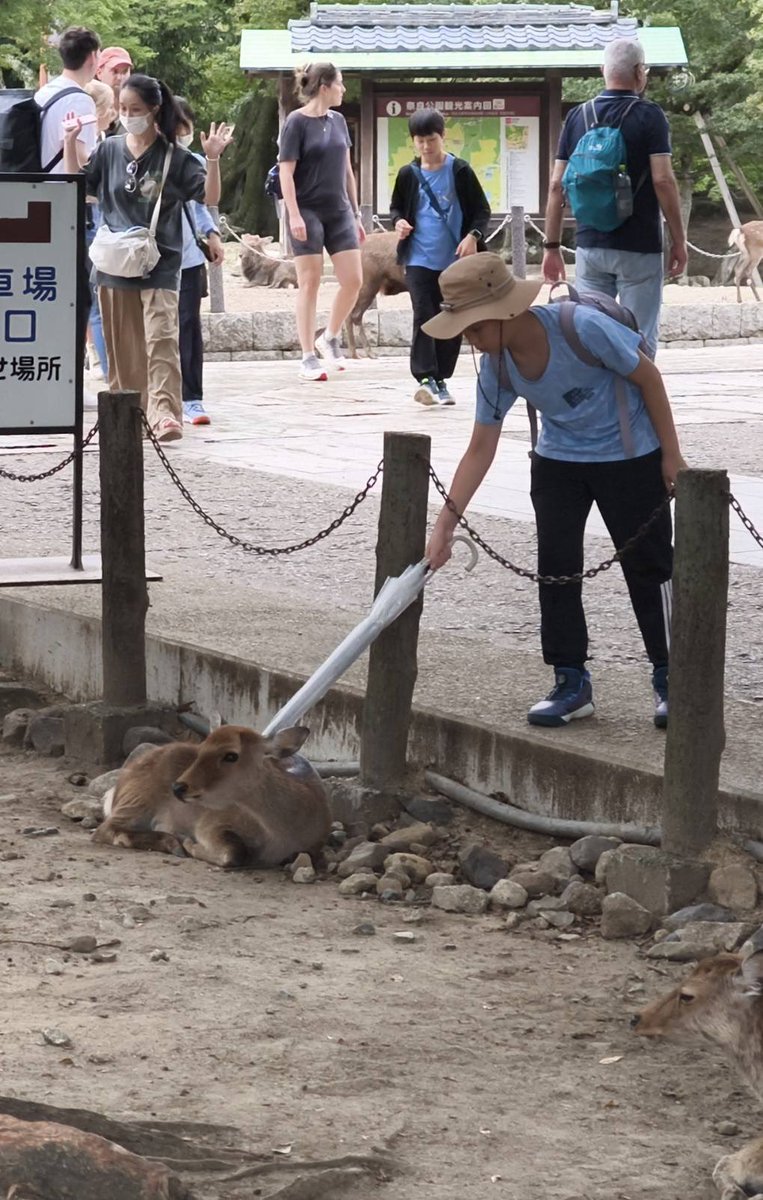 中国の子供が鹿さんを傘で叩いたあと突き出したので注意しました。
親に説明したら叱る訳でもなく甘やかせていました。
雨の日は傘が武器になるから要注意だ。 