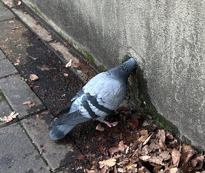 そしてこれは穴に頭を突っ込んでいる鳩 