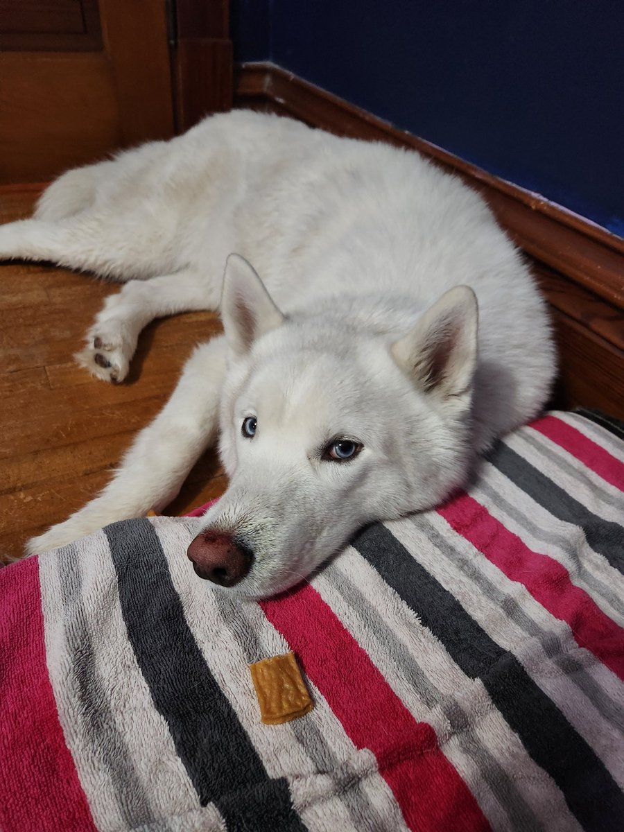 Bishop's results came back.
Worst possible news.

We will be taking him for his final car ride today.
He is suffering.
He is in so much pain.

We will be with him til the end.
He will be with us til the end. 