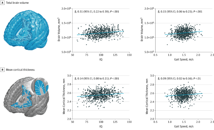 Fast walkers have higher IQ and larger brains than slow walkers.

🧵1/9 