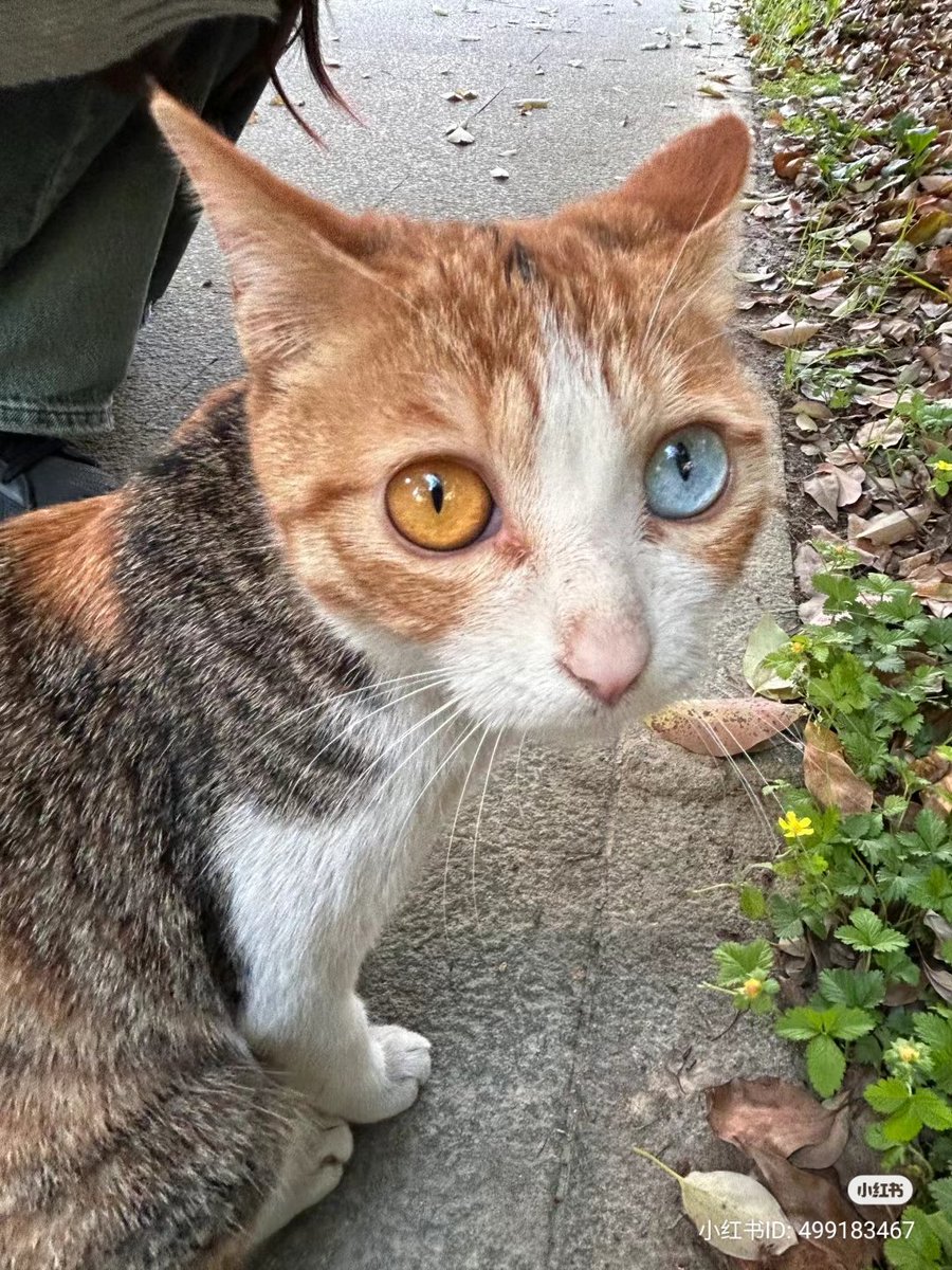 beautiful cat with homophobia 💛🩵