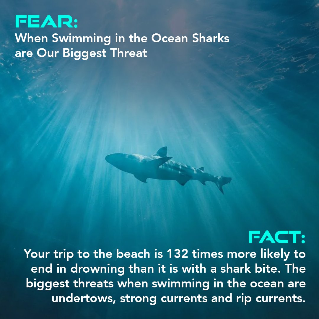 This Shark Awareness Day we celebrate our sharks by by sharing the Facts over the Fear of these important animals! 🦈 #SharkAwarenessDay 

#FactsOverFear #Sharks #SharkWeek 