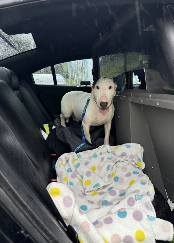 BREAKING: This dog has now received medical care and is safe, Florida officials announce 