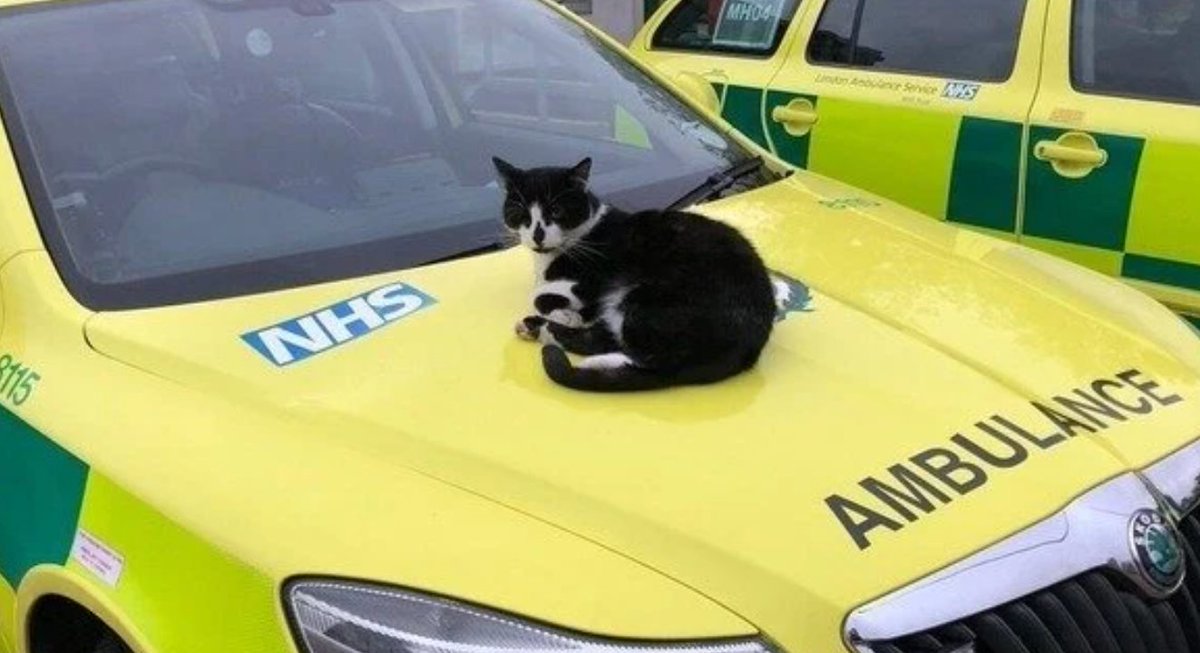 🧵 Victory for Defib the cat!

A @UKChange petition went viral this week, campaigning for the beloved cat to be allowed to remain living at the Walthamstow Ambulance Station in northeast London.

1/4 