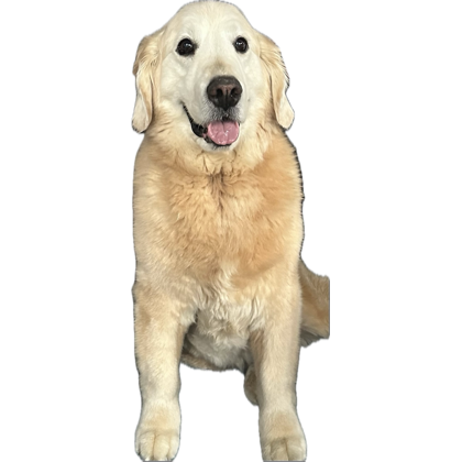 I’ve had so many people asking me about Ben that I wanted to let you know-Ben had a 2nd chemo injection on October 23rd and from that day has been getting worse and worse. He has lost use of his back legs-almost like they’re paralyzed. He can barely walk. He hasn’t eaten in 3 
