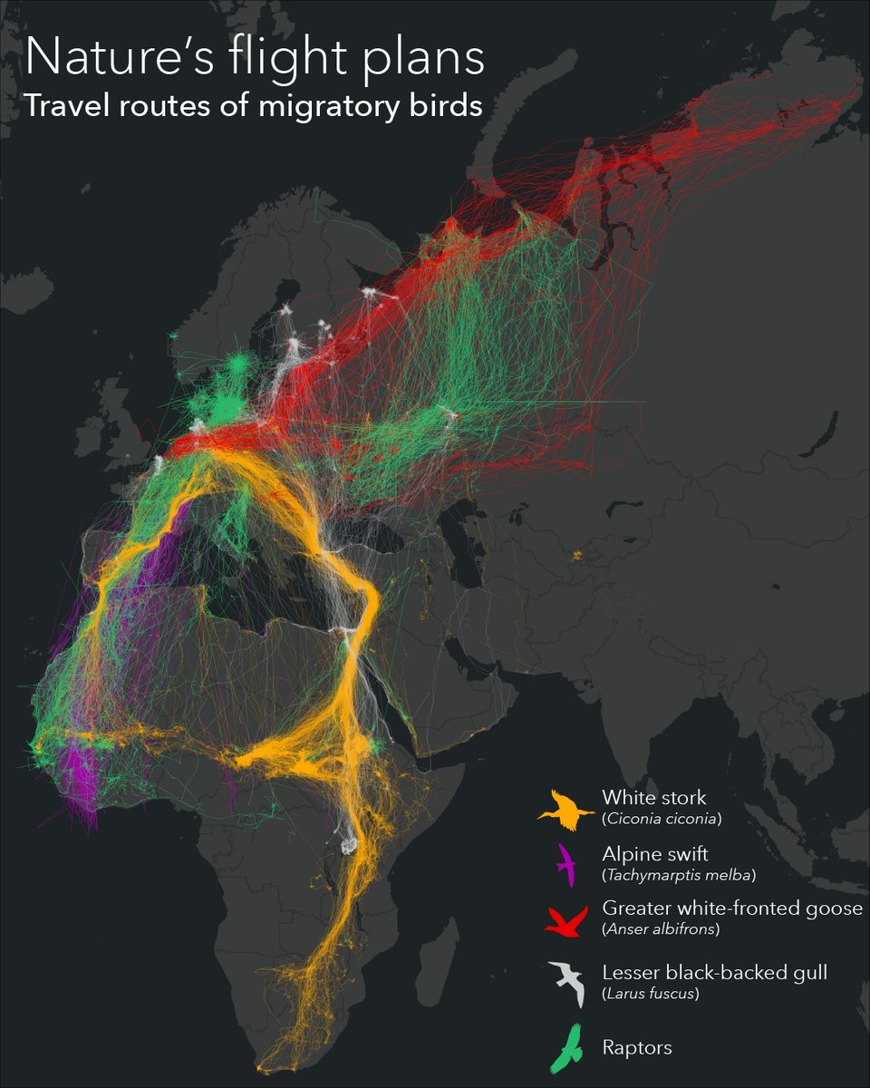 If your holiday travel plans feel hectic, consider the itineraries of migrating birds. 🦅 This map by @Esri_de shows five species who travel great distances to winter or breed. 

🔹Data: Movebank 

#cartography #birding 