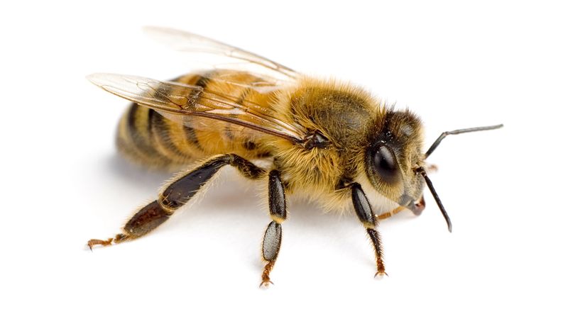 Bee 6,372 is TRANS! 