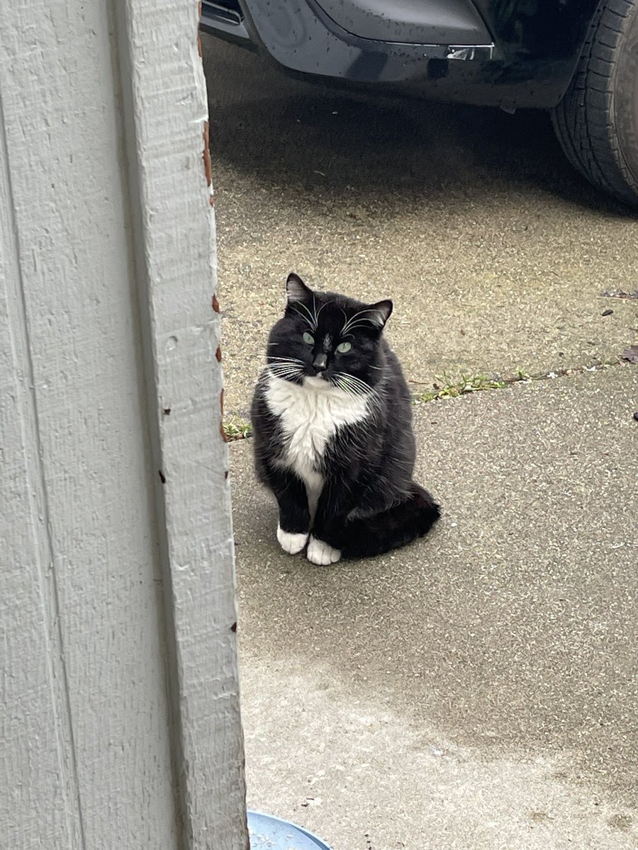 well I have some developments to share for anyone who remembers Boots, the misleadingly friend-shaped feral guy I TNR'd last year and have been feeding and begging to let me touch him this whole time to no avail 