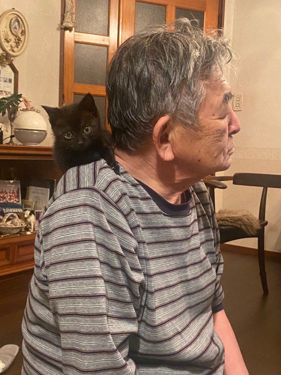 母から送られてきた写真。猫を迎えたからって雰囲気が変わり過ぎてて笑った

←3年9ヶ月前
→現在 