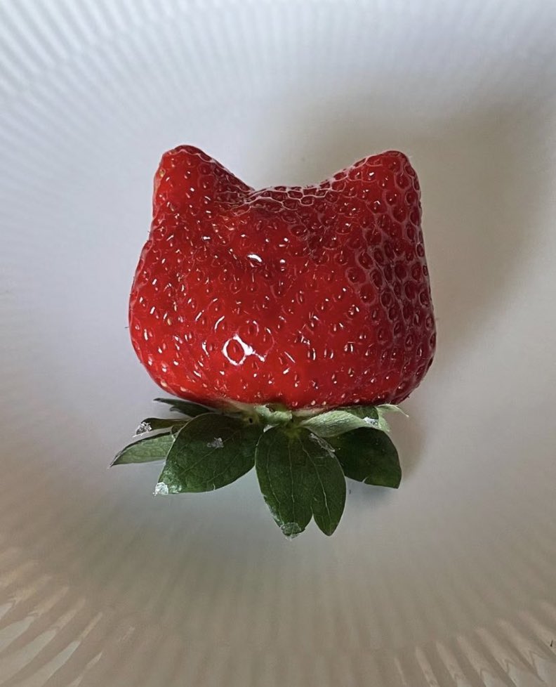 strawberry cat 
