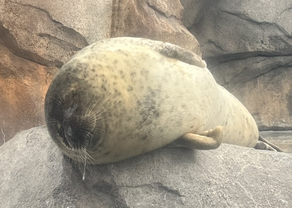 【仙台うみの杜水族館】
本日3月22日は #国際アザラシの日 
うみの杜の食いしん坊「ゆうき」の様子をお届け🦭
よだれをたらしてすやすや‥‥💤
＃s_uminomori ＃ゴマフアザラシ 