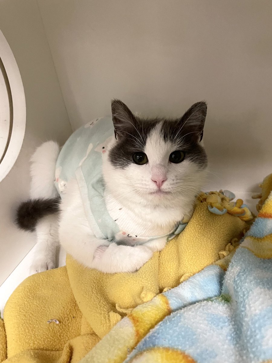 I have terrible, disturbing, infuriating news. Wonton was adopted on Thursday to what seemed like a great home. She left as a healthy, perfect, playful kitten. Friday morning, just 20 hrs later, she was returned to me broken, bleeding, in critical condition. 