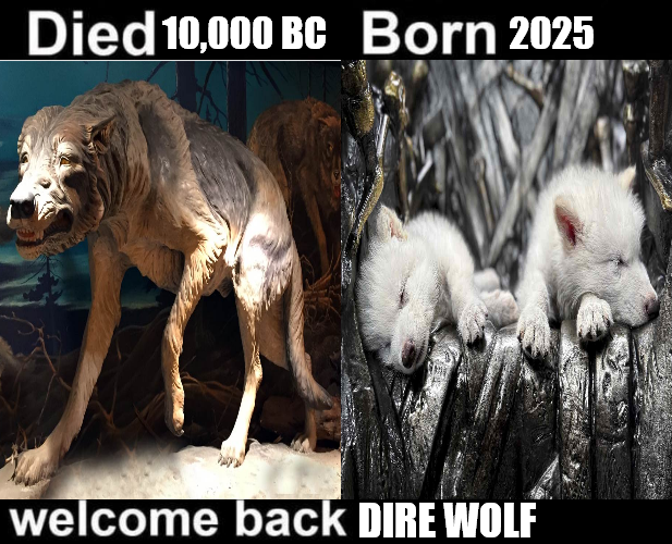 @elonmusk 