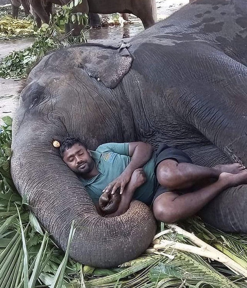 Incredible love between animals and humans ~ A thread 🧵

(Please open the thread to get amazed)

1. An Elephant taking nap a with his Human friend 