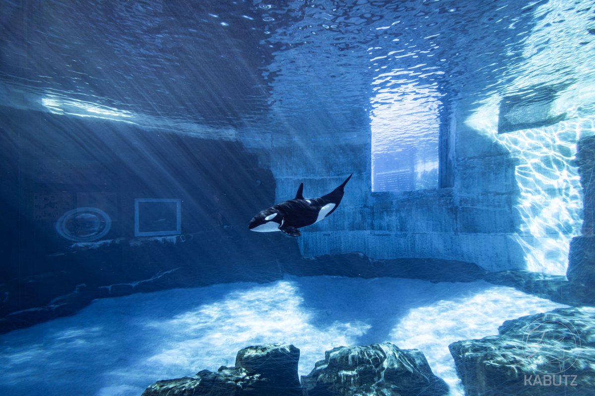 小さく見えますがシャチはデカいんです
この水族館がデカすぎるんです
#名古屋港水族館 