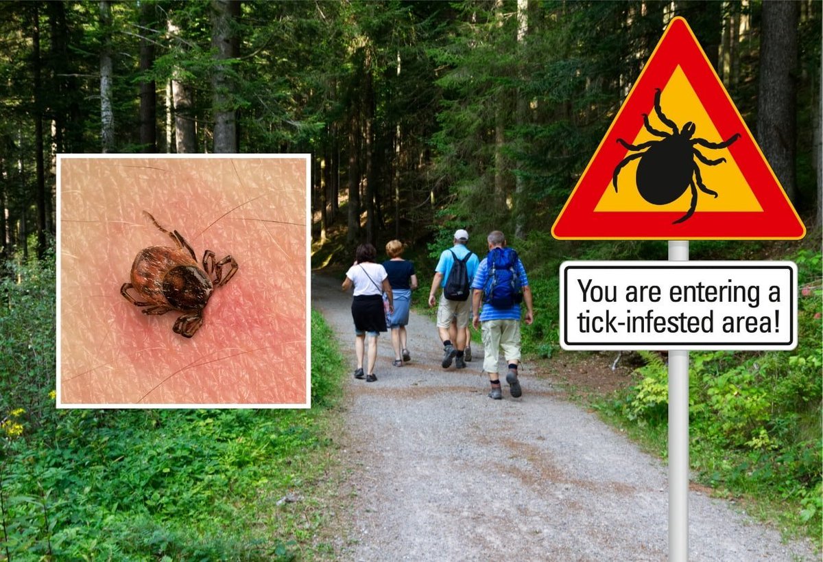 A Forgotten Antibiotic Just Shook Up the Lyme Disease Debate

In a pair of new studies, one overlooked drug eliminated Lyme bacteria at doses 100x lower than standard antibiotics—without wrecking the gut microbiome.

Even more surprising? It might prevent infection entirely.
And 