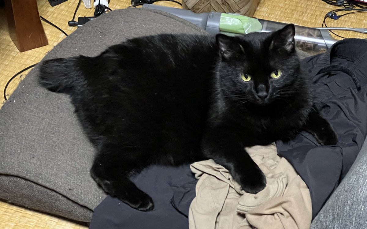 うちの猫、なんか短いんだけど、お医者さんに「背骨が足りないかもしれない。平気。」って言われた。かわいい。 