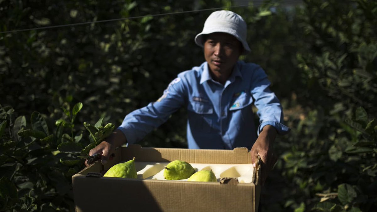 100% of Thai women working in Israeli agriculture report being sexually assaulted in Israel — 654 of 654 surveyed. A report by immigration experts Dr. Yahel Kurlander and Dr. Shahar Shoham said “the State of Israel has abandoned these women” and that filing a complaint can mean 