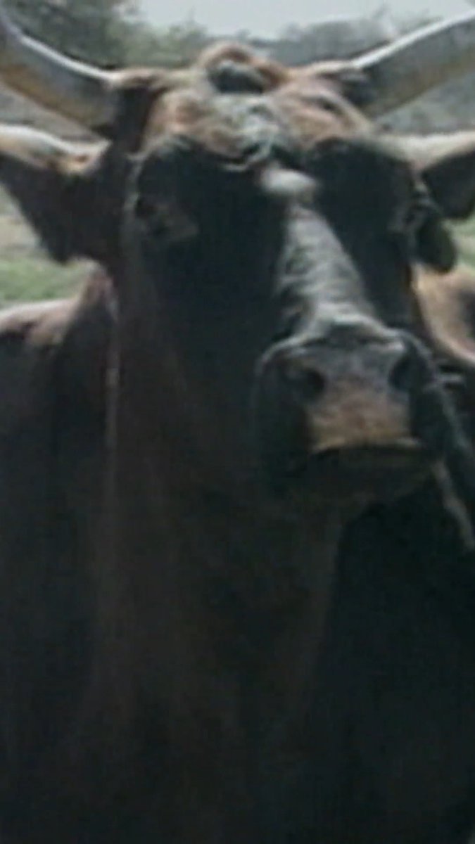How did this cow get six legs?! #weirdtrueandfreaky #animalfacts 