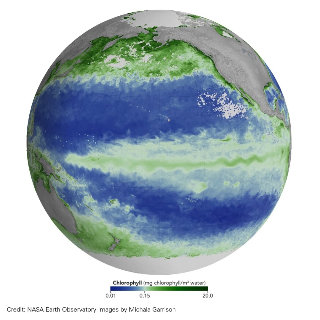 Chlorophyll concentration — the pigment found in phytoplankton — in the equatorial Pacific are lower during El Niño than during neutral conditions.
Fewer phytoplankton mean less food for zooplankton, fish, seabirds &amp; marine mammals. This can also mean lower catches for fishermen. 