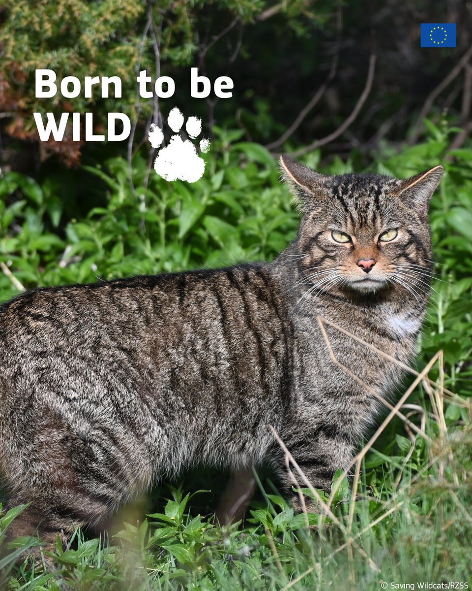 Happy #InternationalCatDay to all cats, domestic and wild! 🐈

The Scottish wildcat, once widespread, is now on the brink of extinction.

The #LIFEProject @SaveOurWildcats is working to reverse the decline of Scottish wildcat populations 👉 https://t.co/lTSJMTyYRw 