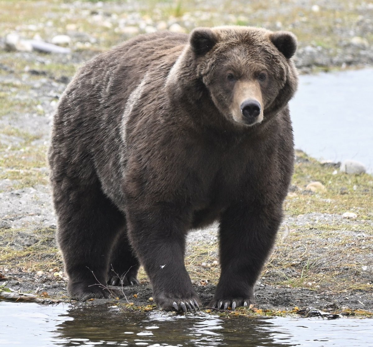During hibernation, brown bears don’t eat or drink and can lose one-third of their body weight. That’s why summer is critical to preparing for winter.

See how this year’s bears bulked up for hibernation and cast your vote: https://t.co/B0erQvgrg8 