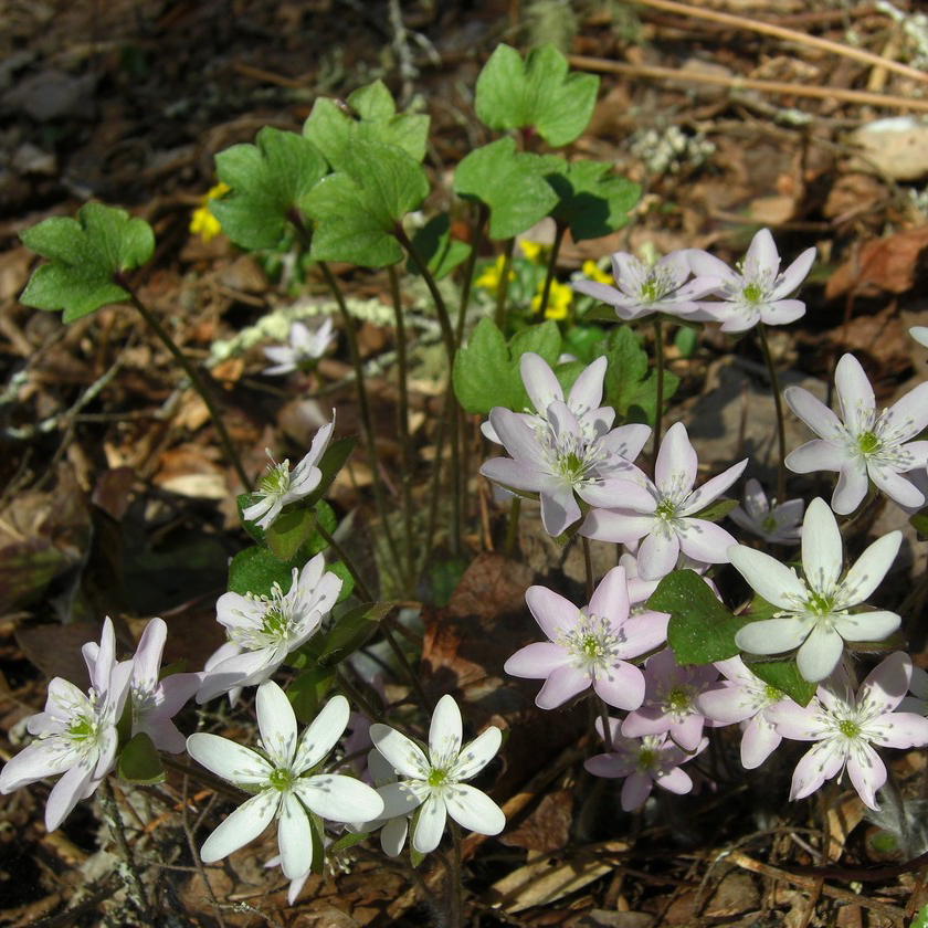 E87 Rosebelle Ines, Sharp-lobed hepatica