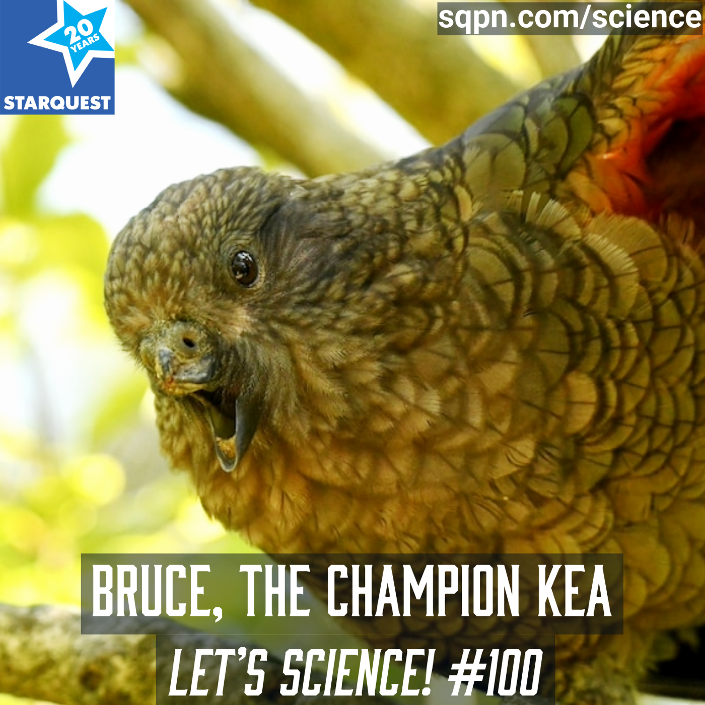 No Beak, No Problem: Meet Bruce the Champion Kea