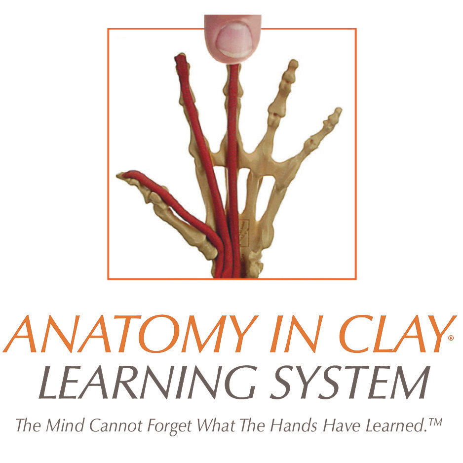 Anatomy in ClayÂ® Learning System Podcast