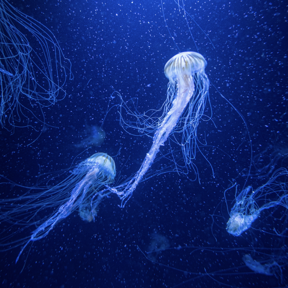 The sparkling deep