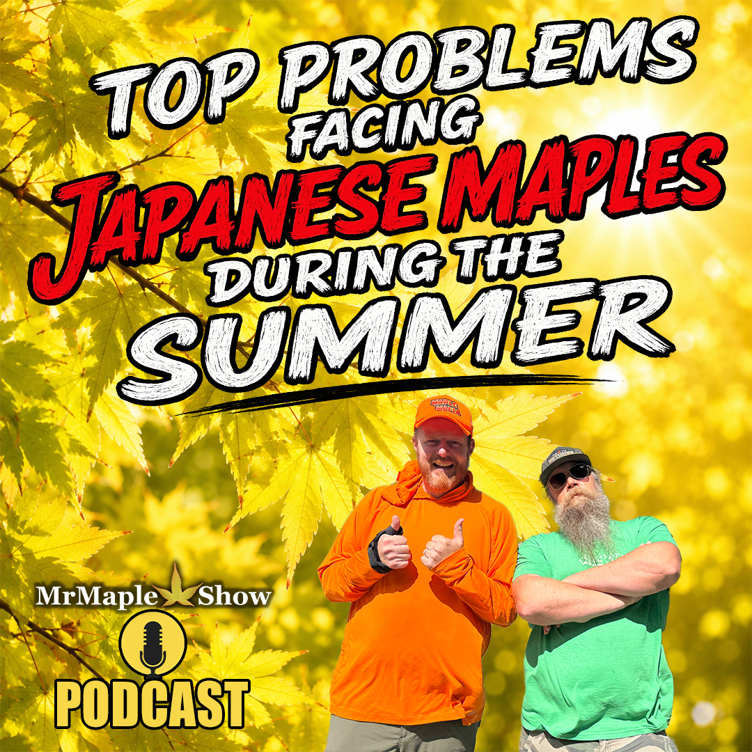 Top Problems Facing Japanese Maples During The Summer | MrMaple Show Podcast