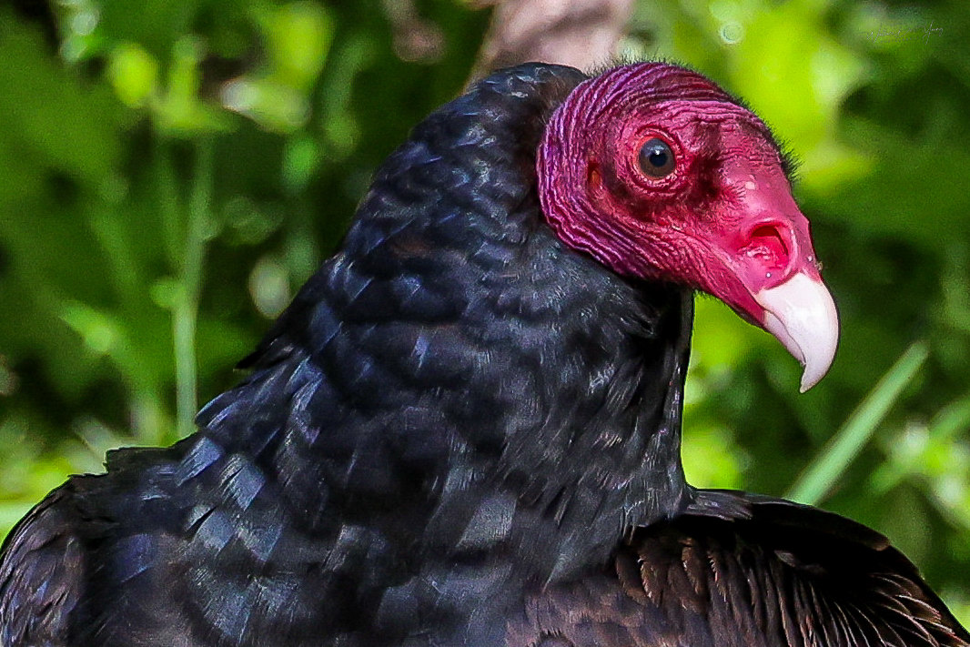 WILD MOUNT DIABLO: Turkey Vultures
