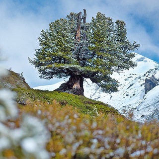 арве