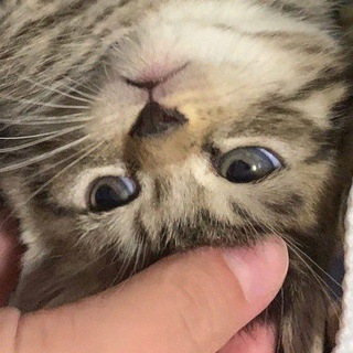 dɯnp ɯɐǝq