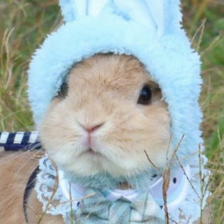Soft Bunnyposting of Wonders