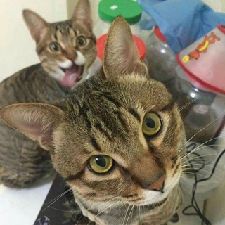 Catoverflow@Reserve