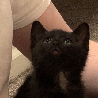 смешные котята и щитпостинг