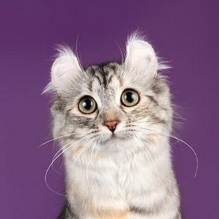 Чешки, Тележки, много Тортов