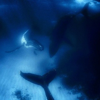 🐟🌴Ӄσϲηλεερƅɩ Ͷρӄγτϲӄαꤎ σδλαϲτƅ ӄϕ🌴🐟