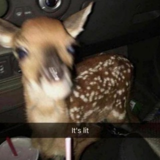 deer pit