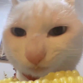 🌽🐈