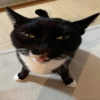 Dgogee