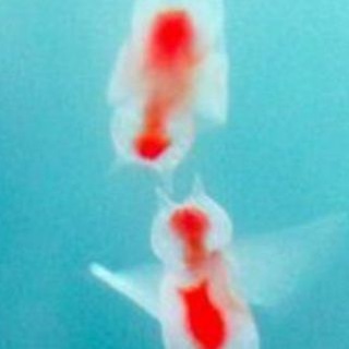 🫧Fish cofession🫧