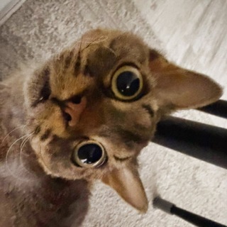 ligma incident🐈